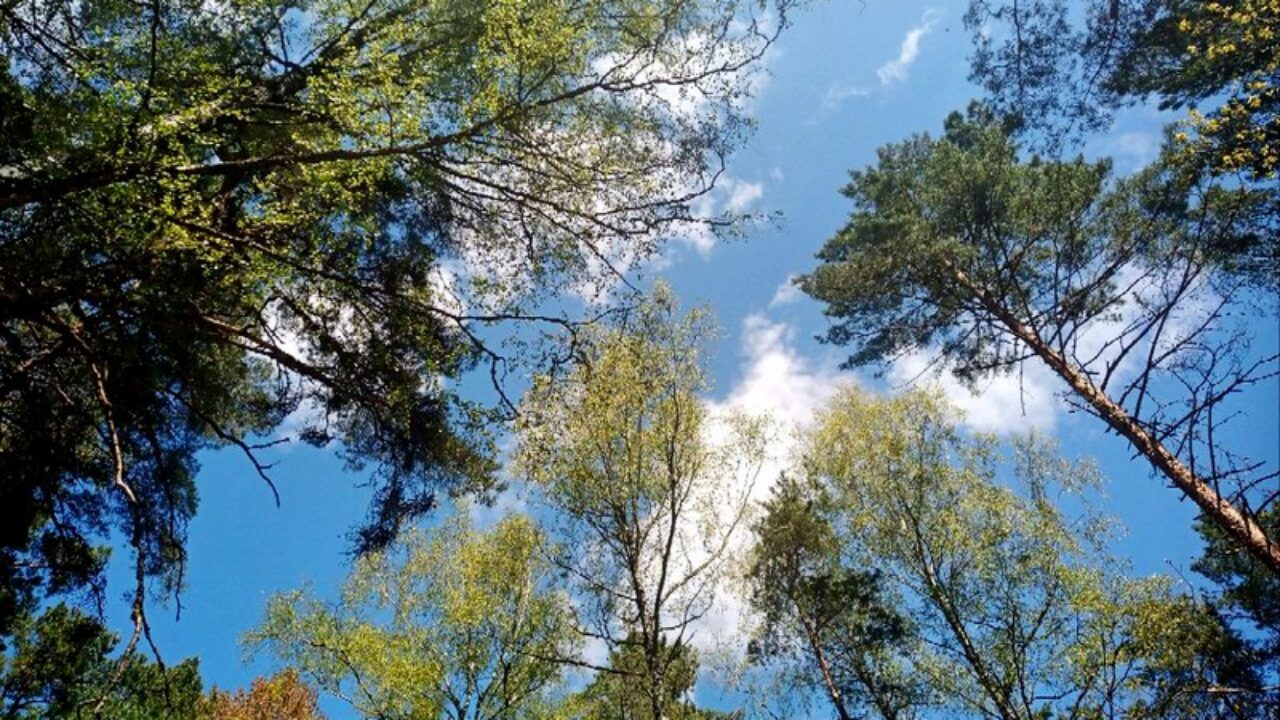 В Витебской области женщина с сыном потерялись в лесу: на помощь пришли спасатели.