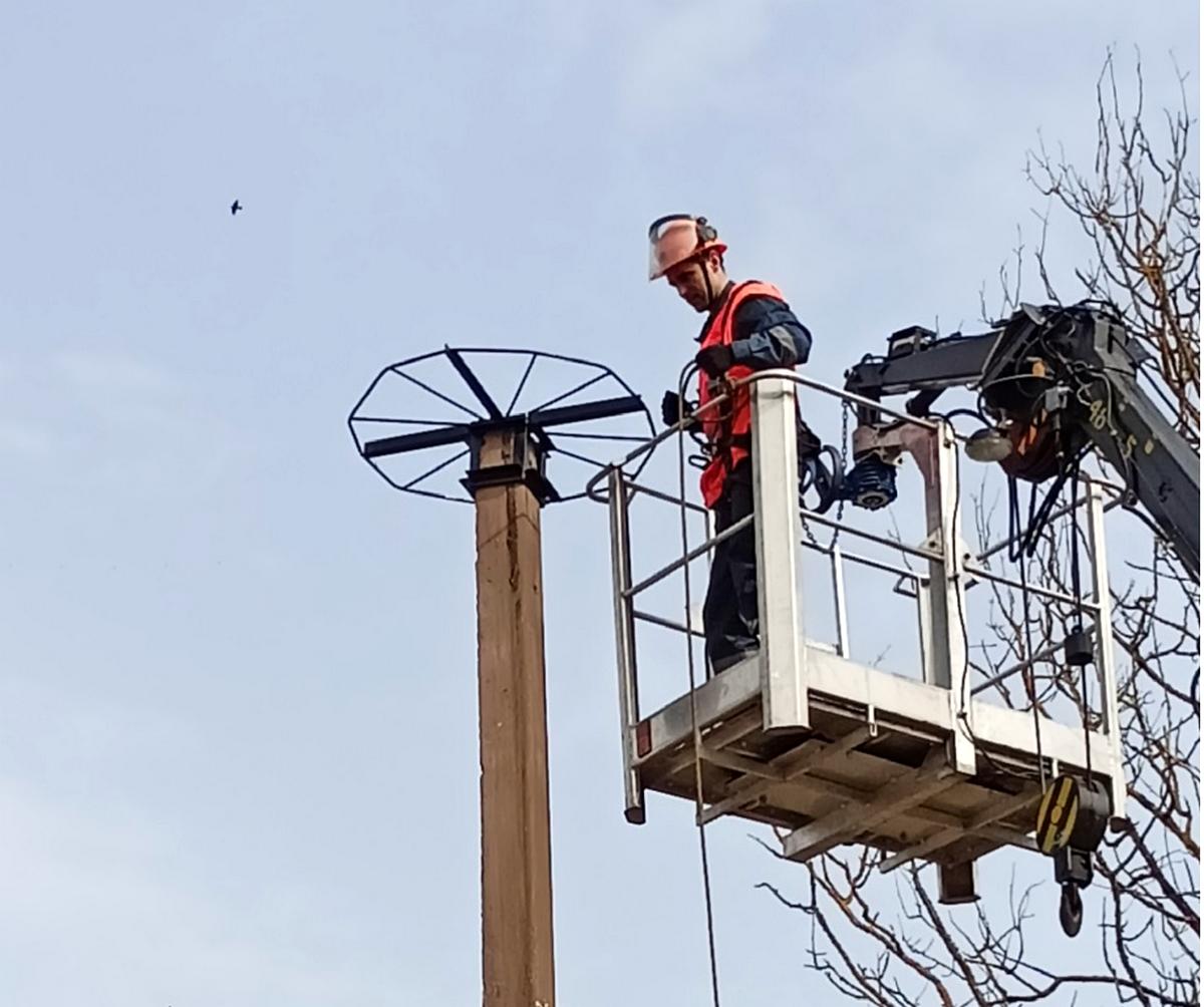В Полоцком районе обустроили место гнездования аистов