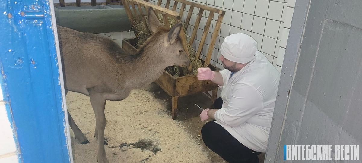 Специалисты Витебской ветакадемии спасли молодого оленя