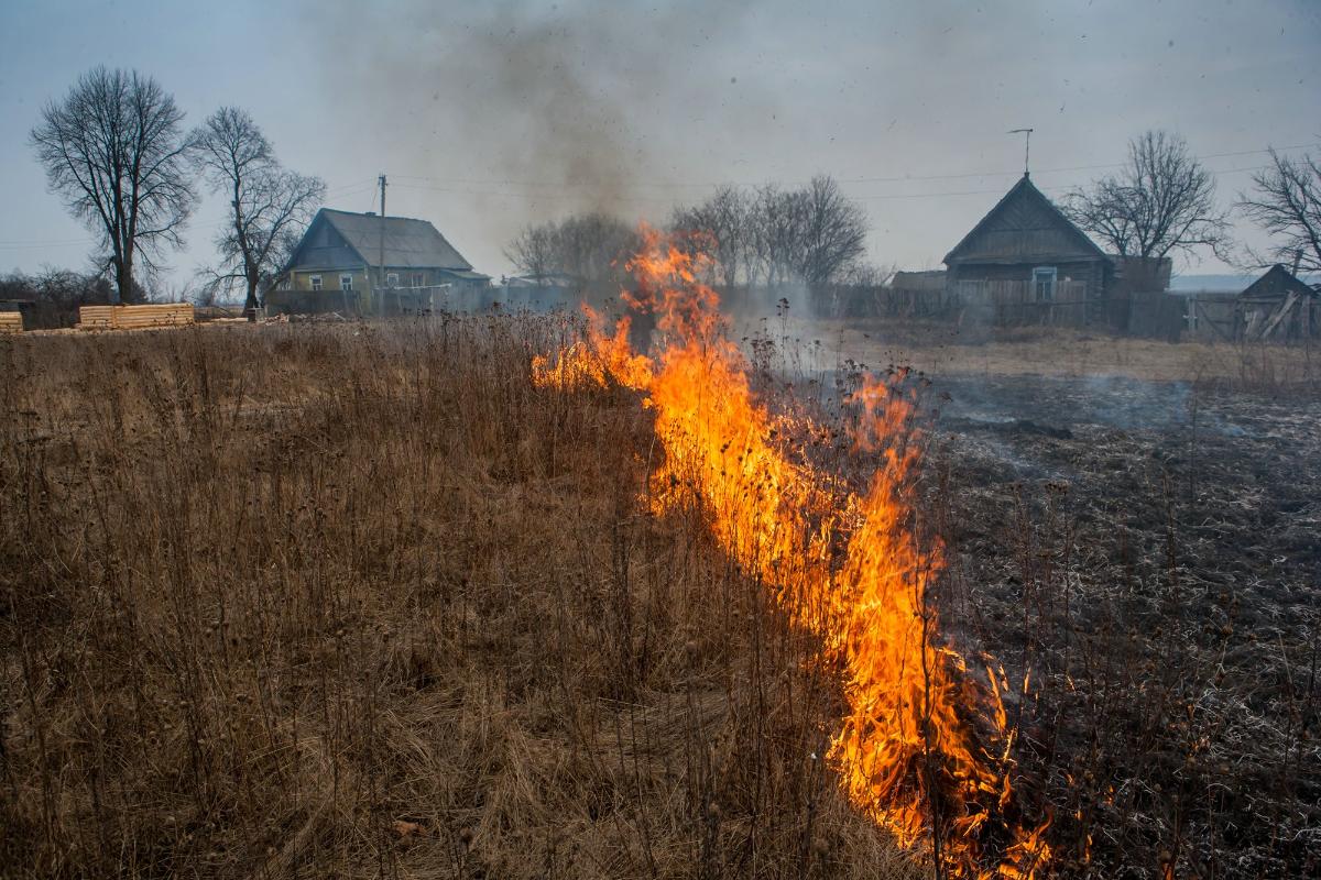 Почему палы травы уничтожают природу: мнение экологов и реальные факты
