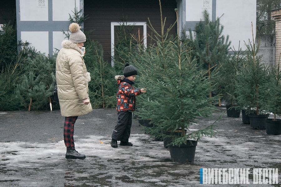 Елочные базары открылись в Витебске