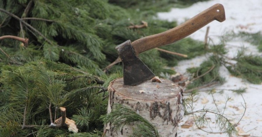 Операция «Елка», или Как в Витебской области борются с незаконной рубкой новогодних деревьев