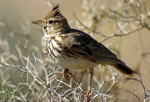 Galerida cristata