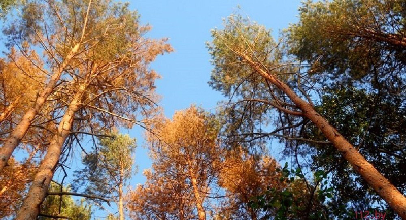 Лесхозы Витебской области оказывают помощь Гомельщине в борьбе с короедом 