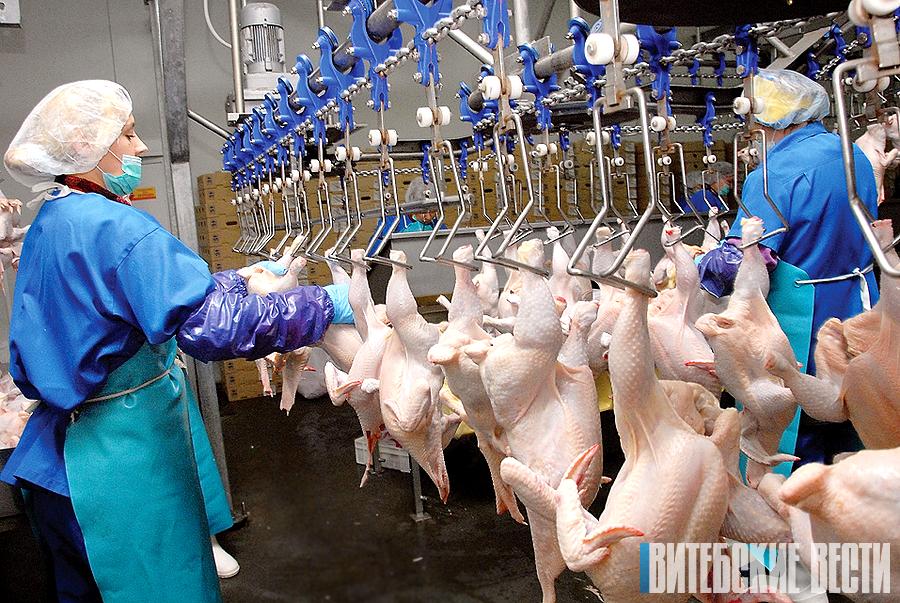 Не используют гормоны роста и антибиотики. Как Витконпродукт выращивает бройлеров