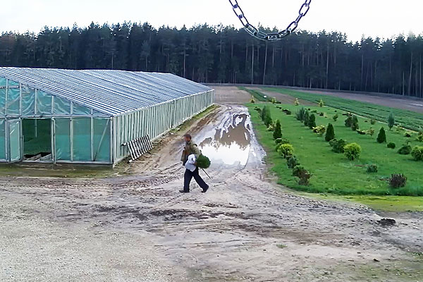В Толочинском районе фотоловушка «поймала» вора в лесопитомнике 