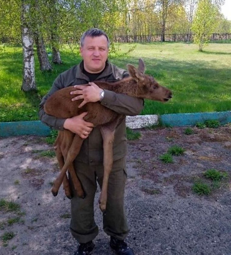 Прибился к стаду коров и умирал от истощения. В Поставском районе спасли лосёнка