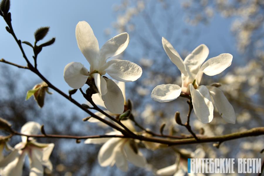 Магнолия зацвела в Витебске