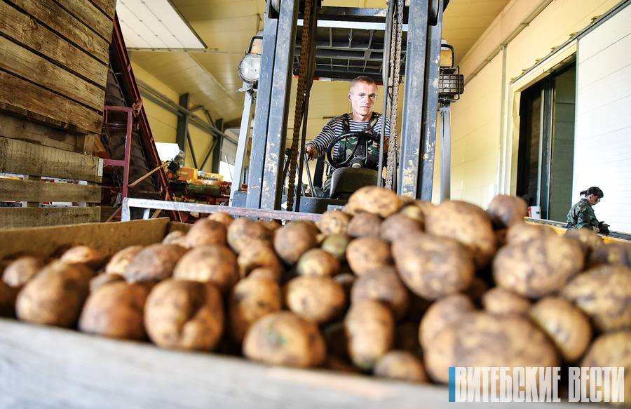  Урожайность выше прошлогодней. Толочинский консервный завод начал уборку картофеля