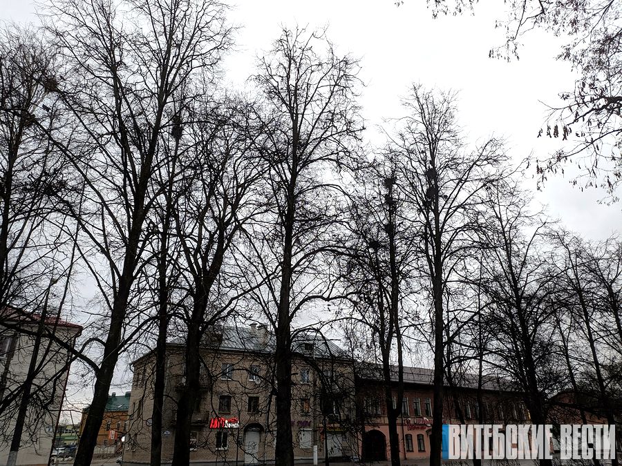 Почему в сквере Горовца в Витебске не разрушают птичьи гнёзда?