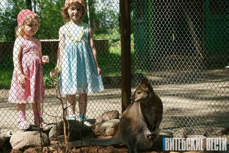 Витебский зоопарк готовится к выходу из карантина