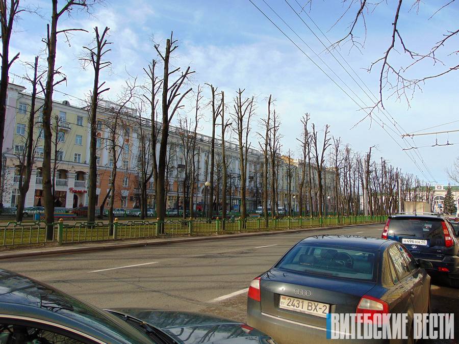 Обрезка деревьев в Витебске: необходимая мера в борьбе с затенённостью или бессмысленный удар по экологии?