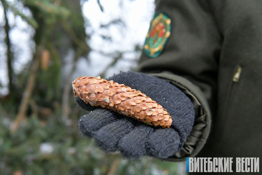 Витебский лесхоз планирует собрать 4,5 тонны хвойного урожая